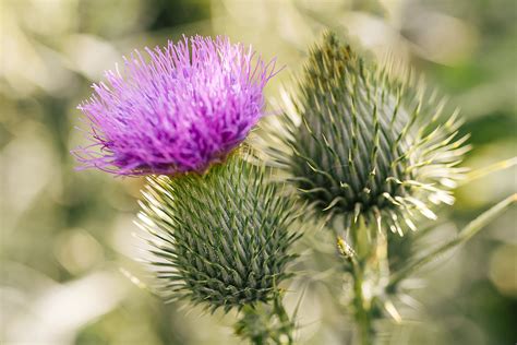 Scotland Scottish Purple Thistle Photography Thistles Flower Etsy