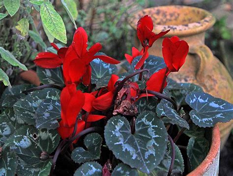 Cyclamen Blooming And Care In Winter