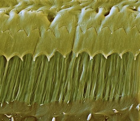 Cochlea Tectorial Membrane Sem Photograph By Oliver Meckes Eye Of Science