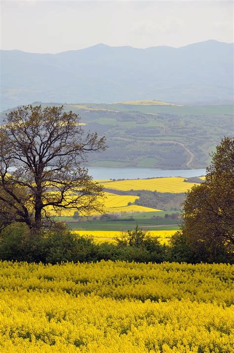 Yellow Rapeseed Flower Field Canola Colza View Landscape Rural