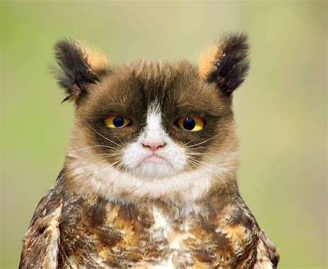 68 Unusual Cat And Bird Hybrids Bred In Photoshop Add Yours Owl Cat