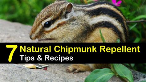 7 Smart And Safe Chipmunk Repellents