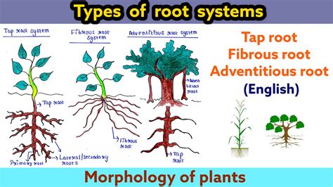 Types Of Root System Tap Root Fibrous Root Adventitious Root