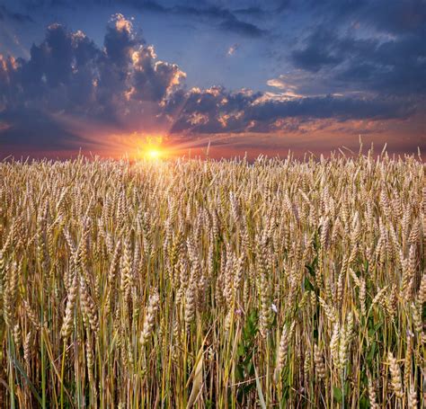 Sunrise Among A Wheat Fields At Summer Stock Image Colourbox