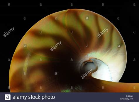 Shell Nautilus Pompilius Living Fossil Banque De Photographies Et D