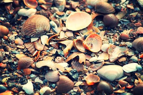 Brown And White Seashells On The Ground Photo Free Niederlande Image