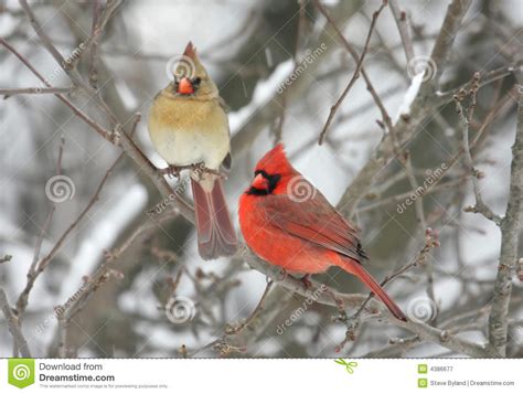 Pair Of Northern Cardinals Stock Image Image Of Couple 4386677