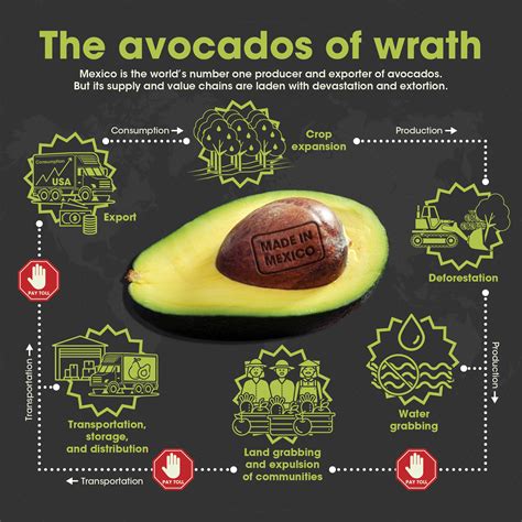 Unlocking The Mystery Of The Private Avocado