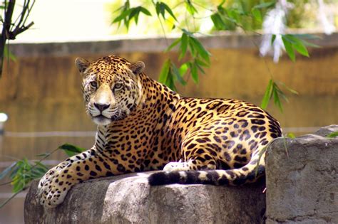 Promueven Acciones Para La Conservación Del Jaguar En Biosfera El Cielo
