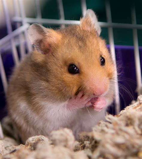 Shelter Dogs Of Portland Baby Hamsters Nice Easy Little Pets