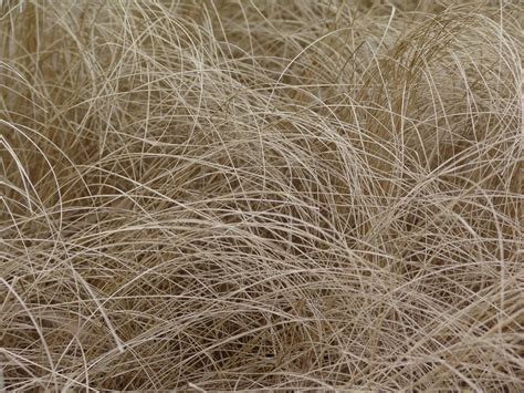 Photo File Image Natural Dried Grass Free Photo Download Freeimages