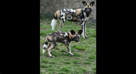 Help Name An African Painted Dog Pup At Brookfield Zoo Photos Wbbm Am