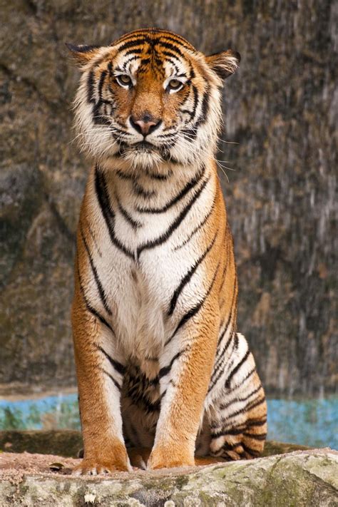Types Of Tigers Around The World Tiger Subspecies