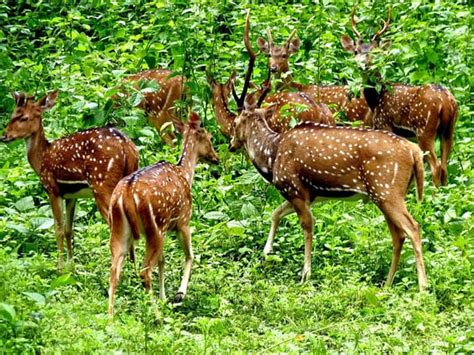 12 Best Wildlife Sanctuaries In Kerala