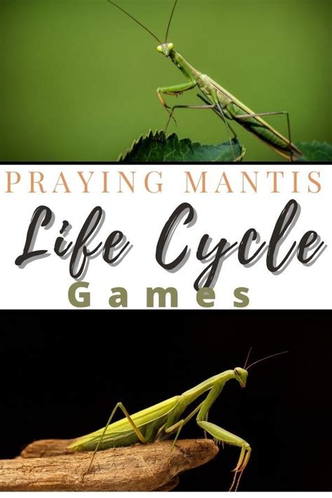 Praying Mantis Life Cycle Games Learning Booklet Thrifty Mommas Tips