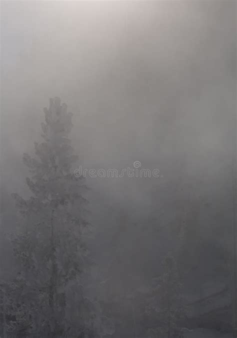 Pine Tree Seen Through Mist Stock Photo Image Of Branches Trees