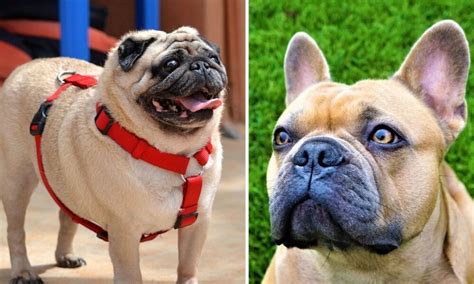 French Bulldogs And Pugs Could Be Banned Over Health Concerns