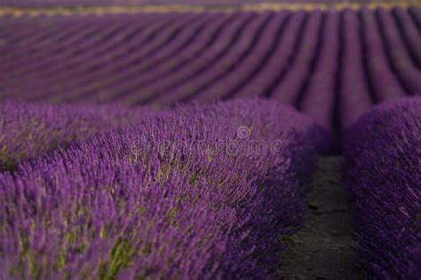 Blossom Purple Lavender Field In Summer Landscape Near Valensole