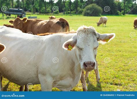 Brown Cows On A Meadow In September Stock Photo Image Of Farm