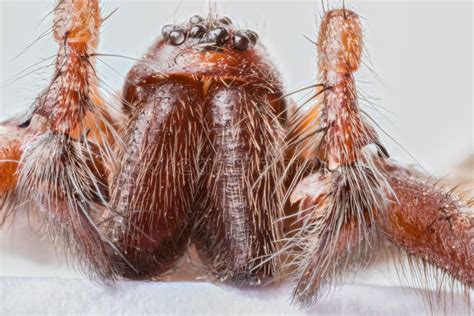 Extreme Close Up Of The Head Of Domestic House Spider Tegenaria Stock
