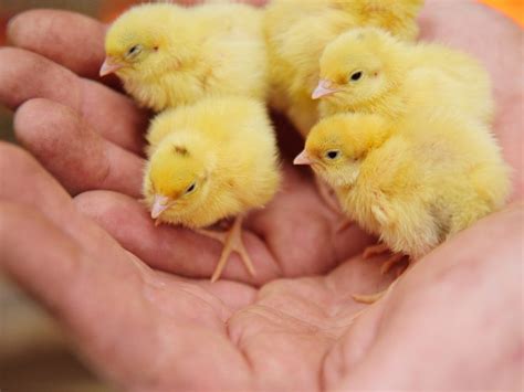 Germany France Call On Eu Countries To Also Ban Culling Of Male Chicks