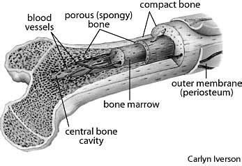 An outer 'fibrous layer' containing mainly fibroblasts, and an inner 'cambium layer' containing progenitor cells. Different types of bones