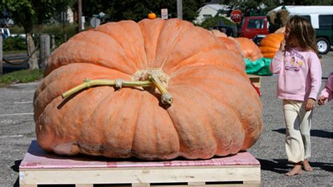 Heres How Giant Pumpkins Get So Big