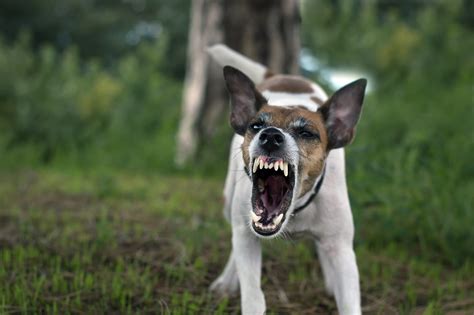 Concerning Rise In Dog Aggression Following Pandemic Puppy Boom