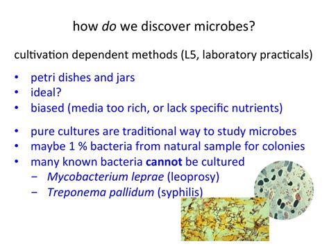 How Do We Discover Microbes Microbes World