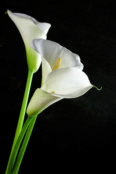 Royalty Free Calla Lily Pictures Images And Stock Photos Istock