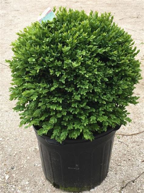 Buxus Boxwood Green Velvet 7 Container Riggins Nursery Llc