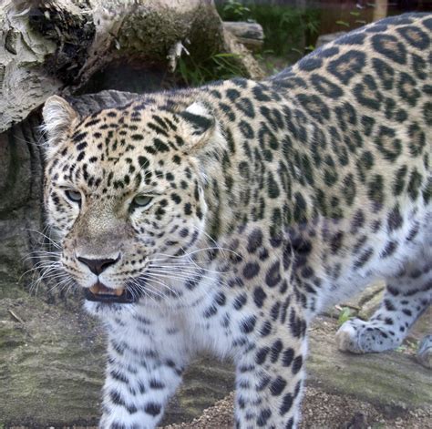 Amur Leopard Endangered Wildlife