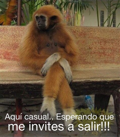 A Monkey Sitting On Top Of A Wooden Bench