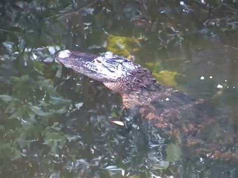 hundreds of alligators removed from disney over a decade