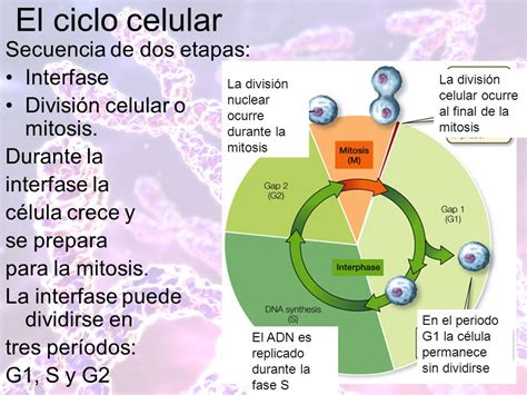 Etapas De La Interfase Del Ciclo Celular Consejos Celulares