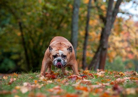 English Bulldog Dog Standing On The Grass Tongue Out Stock Photo