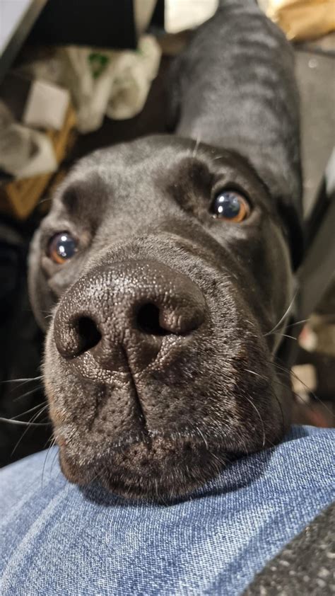 Kuma Has One Adorable Snoot For Boops I Love Seeing Those Eyes And Big Nose Looking Up At Me