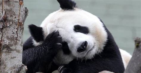 Ever Wondered Why Pandas Are Black And White The Irish Times