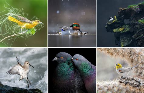 Audubon Announces 2023 Audubon Photography Awards Winners Audubon