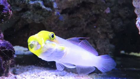 Blue Cheek Goby And File Fish Youtube