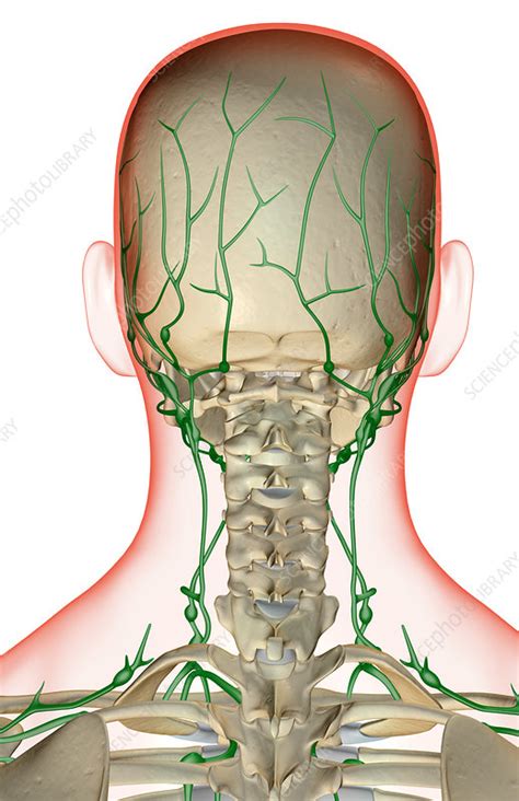 The Lymph Supply Of The Head And Neck Stock Image F0016587