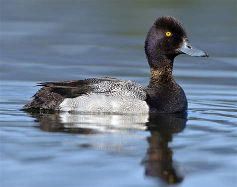 Lesser definition, smaller, as in size or importance; Lesser Scaup : Minnesota Breeding Bird Atlas