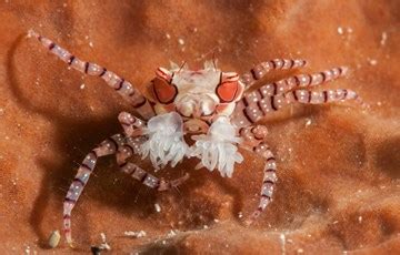 The web of a… black widow spiders tend to make their webs close to the ground in undisturbed areas. 46 Interesting Facts about Crabs | FactRetriever.com