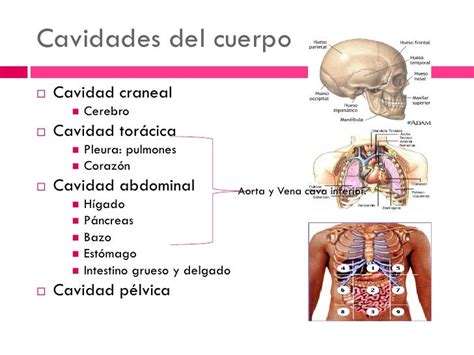 Cavidades Del Cuerpo Humana Ppt Presentation