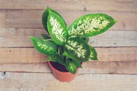 Dieffenbachia Care Guide For Beginners The Practical Planter