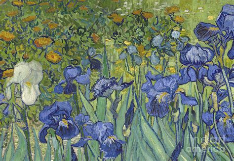 Irises Painting By Vincent Van Gogh