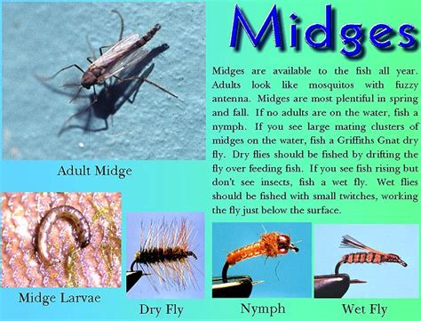 Midges are one of the reasons for the relatively low population of the scottish highlands, and help keep the wildernesses wild. "Insects for Beginners - 101, Part 4 - Midges FAOL"