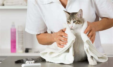 The Process Of Declawing Your Cat Pros And Cons • Pet Grooming Az