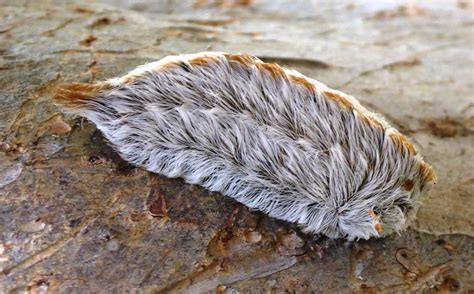 Venomous Caterpillar Makes Annual Appearance Around San Antonio