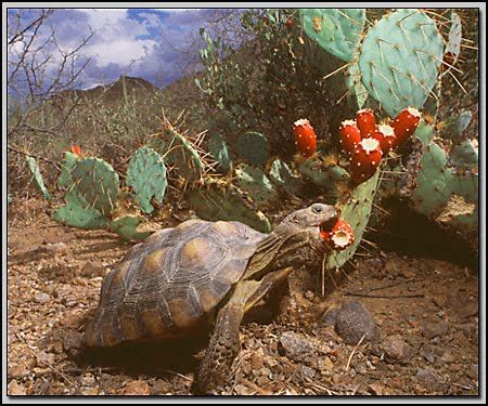 There are roughly 2200 different species of cacti identified, the exact number is disputed among botanists. Geography 12 Rocks: April 2011